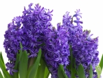 Spring Violet Hyacinths