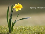 Spring Has Sprung