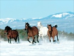 winter-horses