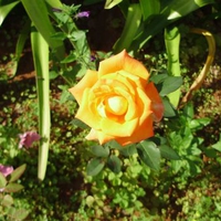 Orange Rose