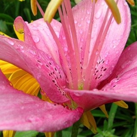 pink lily