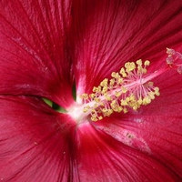 Hibiscus Moscheutos