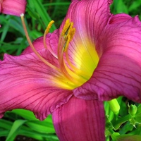 Daylily 'Summer Wine'