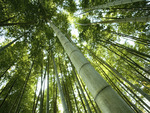 Tall Bamboo