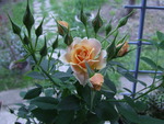 Orange Roses