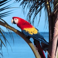 Macaw's Vacation