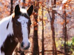 Autumn Horse