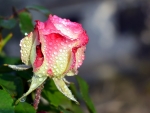 Rose in Drops of Dew
