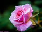 Rose in Droplets of Dew
