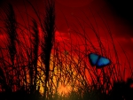 Butterfly in the Sunset!