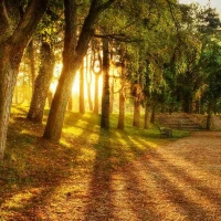 Among Trees In The Morning