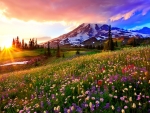 Mountain meadow at sunrise