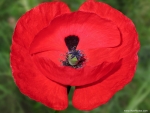 Corn Poppy