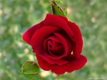 Dark Red Rose with Buds