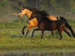 Galloping Beauties