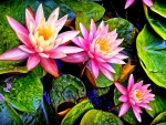 WATER LILLY