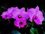ORCHID BEAUTY