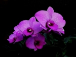ORCHID