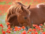 Red Horse on the Poppies Field