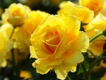 Yellow Roses