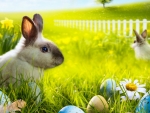 Easter Bunnies