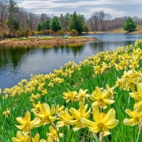 Daffodils at the lake