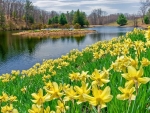 Daffodils at the lake