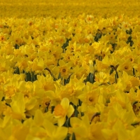 Daffodil field