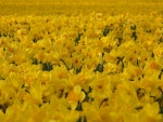 Daffodil field