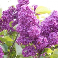 Purple lilac