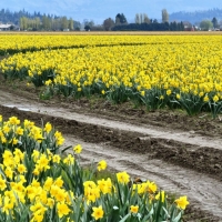 Daffodil road