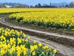 Daffodil road
