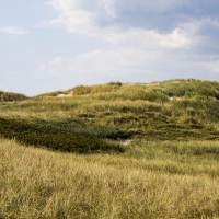 Sunny Dunes