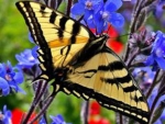 Oregon Swallowtail