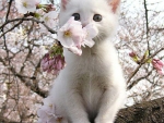 Sakura Kitty!