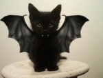 Vampire Kitten