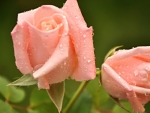 Pink Roses