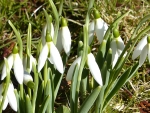 Snowdrops