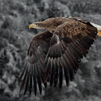 Eagle