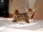 Awesome Asian Leopard Kitten