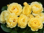 Bunch of Yellow Roses