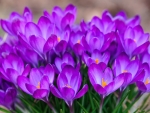 Crocuses