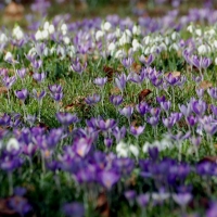Crocus