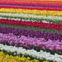 Tulip field