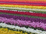 Tulip field