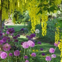 Yellow wisteria