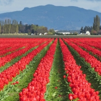 Red tulip field