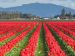 Red tulip field