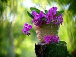 Purple flowers in green  background