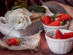 Strawberries and a white rose